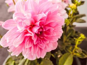 Apartment Waidmannsheil - 67qm by Interhome