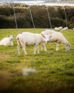 Oaklane Glamping Cabins