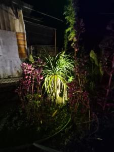 Shanti kunj a unit of THE NOOK Mangkhim