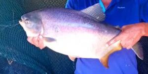 Sitio RECANTO DAS CORUJAS