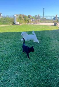 Camping villa lake shkodra