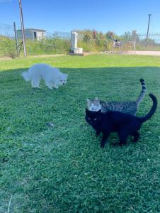 Room Villa gate parking