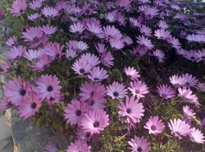 Apartments Bilić Trogir