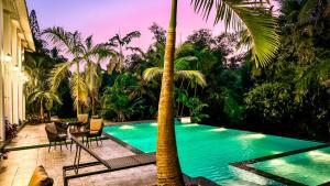 Aeraki palms