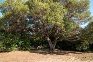 Villa Olivastro by Klodge img32