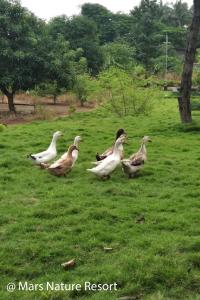 Mars Agro Farm - Shahapur