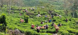 Kolkatawala Homestay and Restaurant