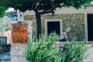 Olive Roots