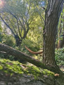 Pacha Garden - The Dome