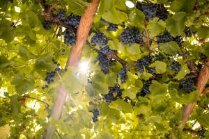 Das Josef - Idyllisches Blockhaus, barrierefrei, zwischen den Seen