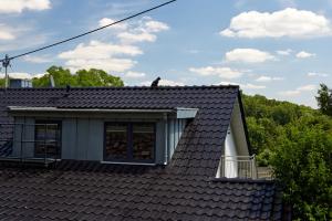 Schwarzer Kater Blankenheim