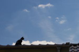 Schwarzer Kater Blankenheim