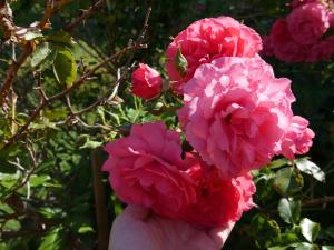 Elsasgården - Rum för lugn