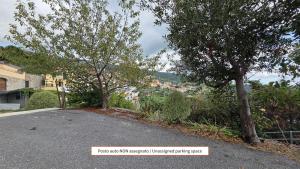 Eucalipto - By Ligooria