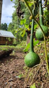 The Wooden Haven Dorm & Rooms for Ziro Music Festival