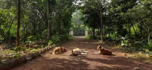 Niribili Homestay