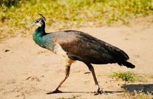 Gajaa Safari Homestay