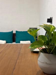 New mahi mahi villa