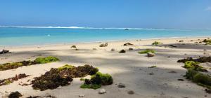 Driftwood Beach Apartment "oasis in paradise"