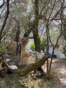 Aparments in the olives