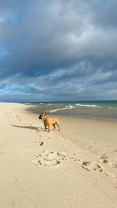 Apartamenty Belni Hel Edyta i Maciej Wolak