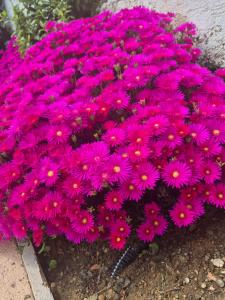 La Terrazza sull'Alba img86