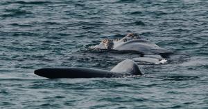 Logans Beach Apartments - BeachHouse