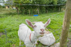 3 Bed in Bruckless oc-i292