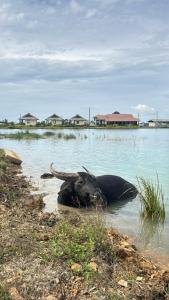 Nabua Thalenoi Resort นาบัว ทะเลน้อย รีสอร์ท