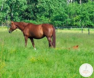 Chambre dHotes au Haras des Fenucy