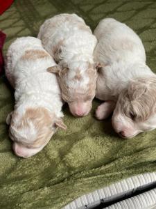 Tam Coc Charming Bungalow