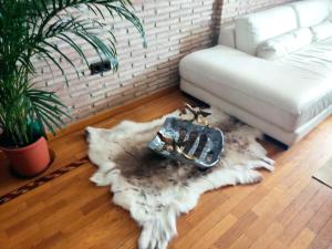 fully-equipped luxury penthouse