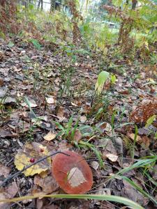 Jurty i namioty w Lesie KotfaLas Glamping Świętokrzyskie-SPA