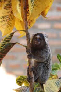 Porto do Sol - Chalé 25