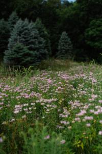 Cozy Log Cabin Secluded haven off the IA River
