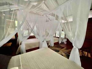 Wildlife Oasis Surf, Rainforest, Animals