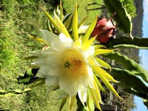 Quinta de S. Vicente 317