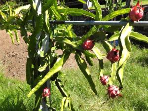 Quinta de S. Vicente 317