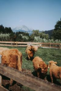 Farm Hotel Chalet Grosslehen