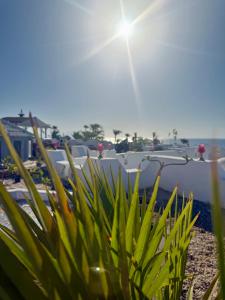 Trentadue Centoquindici Sharm