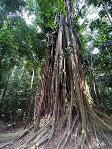 Orangutan Inn - Trekking & Transport Only Book With Us