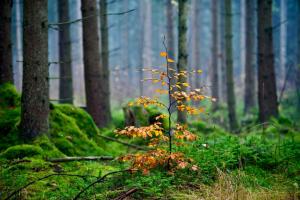 Lake & Forest Escape in Skeinge