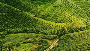 CAMERON HIGHLAND CENRTUM BRINCHANG Homestay By Dcozy 6-7pax