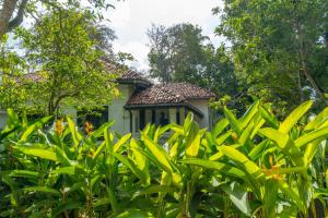 Bird Of Paradise - Ahangama Villa
