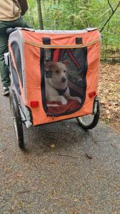 "Tempat Senang" chalet on the beautiful Veluwe with airco sauna bbq jacuzzi beamer and dog