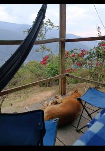 Cabañas Julio Crespo - Coroico