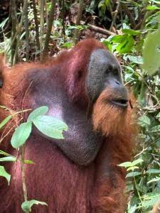 Green View Homestay & Jungle Trekking