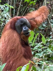 Green View Homestay & Jungle Trekking