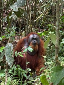 Green View Homestay & Jungle Trekking