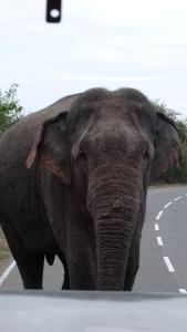Lake Front Yala Safari